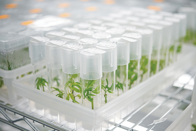 PhytoTech專業植物組培培養基，滿足多種組培實驗需求